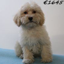 Maltipoo 050125 M(HU1114) 230425..jpg