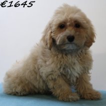 Maltipoo 050125 M(HU1115) 230425..jpg
