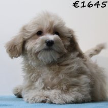 Maltipoo 050125 M(HU1113) 230425..jpg