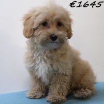 Maltipoo 050125 M(HU1111) 230425..jpg
