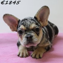 Franse Bulldog 050125 F(HU9710) 230425..jpg