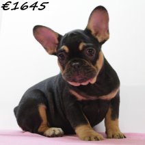 Franse Bulldog 050125 F(HU9708) 230425..jpg