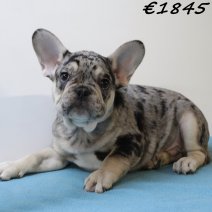 Franse Bulldog 030125 M(HU9709) 230425..jpg