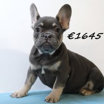 Franse Bulldog 030125 M(HU9711) 230425..jpg