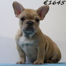 Franse Bulldog 060125 M(HU1105) 230425..jpg