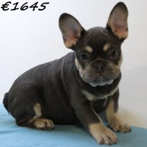 Franse Bulldog 030125 M(HU9712) 230425..jpg