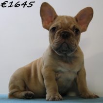 Franse Bulldog 060125 M(HU1106) 230425.jpg