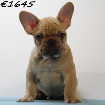 Franse Bulldog 060125 M(HU1104) 230425..jpg