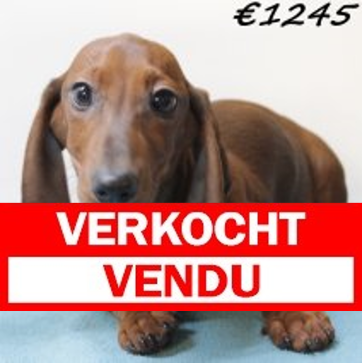 Teckel 020125 M(HU9691) 230425.verkocht
