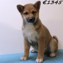 Shiba Inu 040125 M(HU9667) 230425..jpg