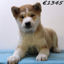 Shiba Inu 040125 M(HU9670) 230425..jpg