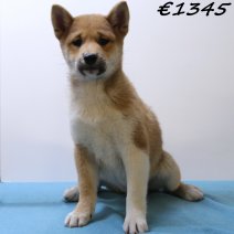 Shiba Inu 040125 M(HU9668) 230425..jpg