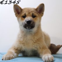 Shiba Inu 040125 M(HU9669) 230425..jpg