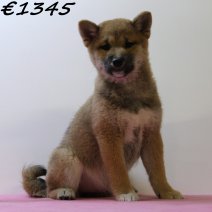 Shiba Inu 040125 F(HU9672) 230425..jpg