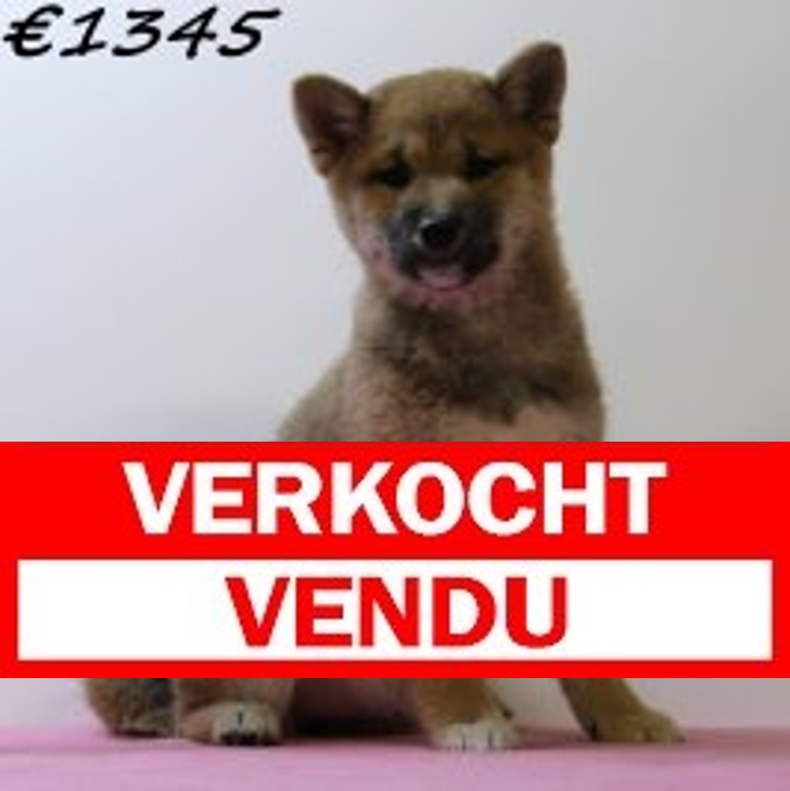 Shiba Inu 040125 F(HU9672) 230425.vendu
