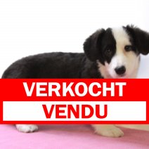 Welsh Corgi 030125 F(HU9688) 230425 verkocht - vendu.jpg