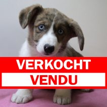 Welsh Corgi 030125 F(HU9689) 230425 verkocht - vendu.jpg