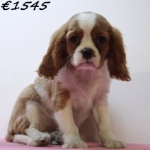 Cavalier King Charles 010125 F(HU1110) 230425..jpg