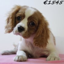 Cavalier King Charles 010125 F(HU1109) 230425..jpg