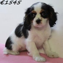 Cavalier King Charles 020125 F(HU1102) 230425..jpg