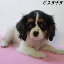 Cavalier King Charles 020125 F(HU1103) 230425..jpg