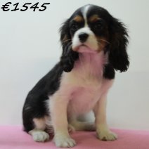 Cavalier King Charles 010125 F(HU1108) 230425..jpg