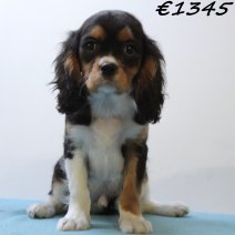 Cavalier King Charles 010125 M(HU1107) 230425..jpg
