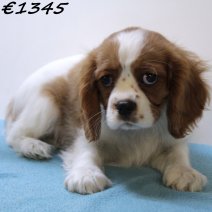 Cavalier King Charles 020125 M(HU1101) 230425..jpg