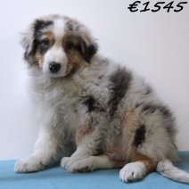 Australische Herder 030125 M(HU9727) 230425..jpg