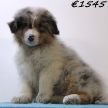 Australische Herder 030125 M(HU9728) 230425..jpg