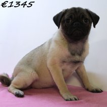 Mops 020125 F(HU9725) 230425..jpg