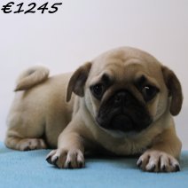 Mops 020125 M(HU9722) 230425..jpg