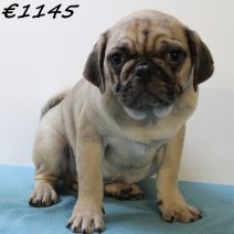 Mops 020125 M(HU9721) 230425..jpg
