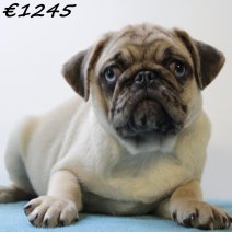 Mops 020125 M(HU9723) 230425..jpg