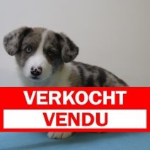Welsh Corgi 030125 M(HU9687) 230425.verkocht.jpg