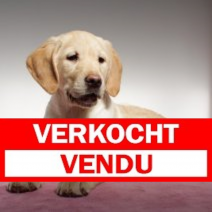 X Golden Retriever 050125 F (BE2341) 050425.verkocht