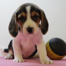 Beagle F 310125 (BE6652) 250425.JPG