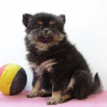 pomchi 310125 F (BE6690) 250425.JPG