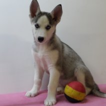 Siberische husky F 170225 (BE3299) 250425.JPG