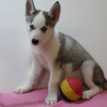 Siberische husky F 170225(BE2640) 250425.JPG