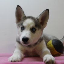 Siberische husky F170225 (BE2696) 250425.JPG