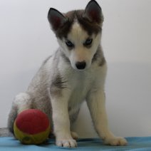 Siberische husky M 170225 (BE3152) 250425.JPG