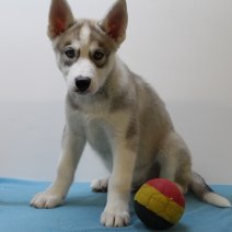 Siberische husky M 170225(BE1799 ) 250425.JPG