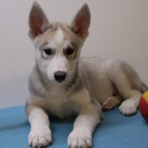 Siberische husky M 170225(BE2631) 250425.JPG