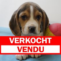 Beagle M 310125 (BE6683) 250425 verkocht - vendu.jpg
