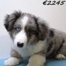 Welsh Corgi 030125 M(HU9686) 230425..jpg