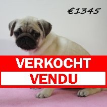 mops vendu - verkocht.jpg