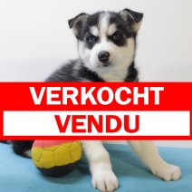 siberische husky M 170125 (BE1517) 210325 verkocht - vendu.jpg