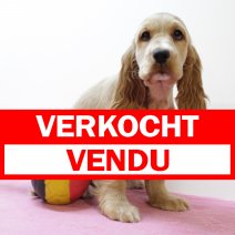 Engelse Cocker 080225 F(BE4929) 180425 verkocht - vendu.jpg