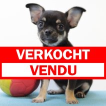 Chihuahua 140225 M(BE2895) 180425 verkocht - vendu.jpg